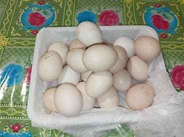 yumurta qaz: Salam tebi şeraitde böyudulmuş mayali kend toyuqlari in yumurtasi di — 2