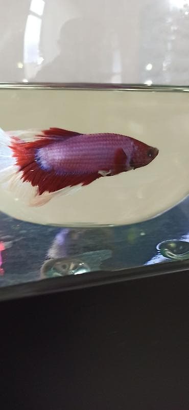akvarium silikon: Betta (Petuşok balığı), Sülhsevər — 5