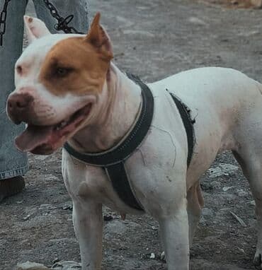 сколько стоит собака бу: Питбуль, 1 год, Самка, Самовывоз — 1