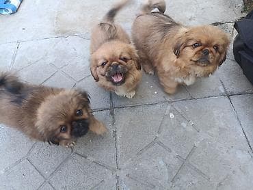 pitbul itləri: Pekines — 3