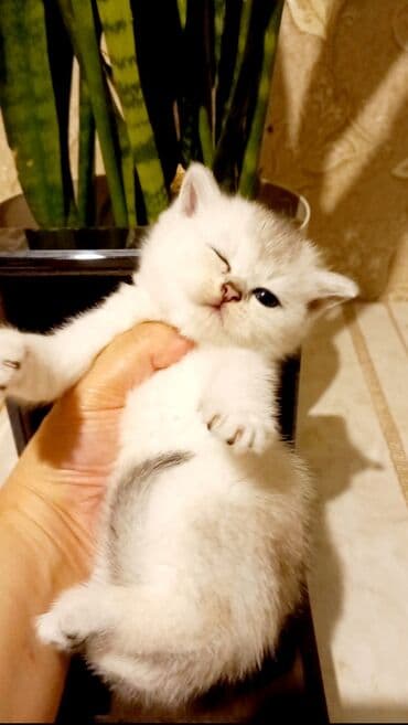 Britan, Erkək, Dişi, Yaxşı əllərə, Ünvandan götürmə lalafo.az -da Britan, Erkək, Dişi, Yaxşı əllərə, Ünvandan götürmə