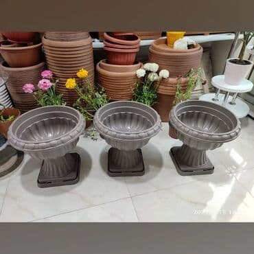 Digər bitkilər: Dibçək. Müxtəlif ölçü və modellər mövcuddur. Fərqli qiymətlərdədir — 15