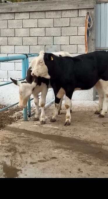 ordək balası və cucə: Satlıq heyvan – simmental tipli dana/buzağılar - Qara-ağ və — 2