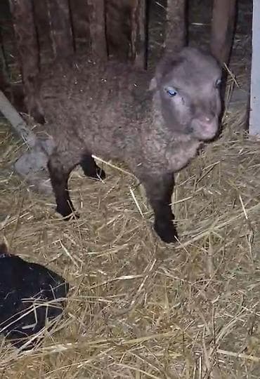 Digər heyvanlar: Sağlam heyvandi — 1