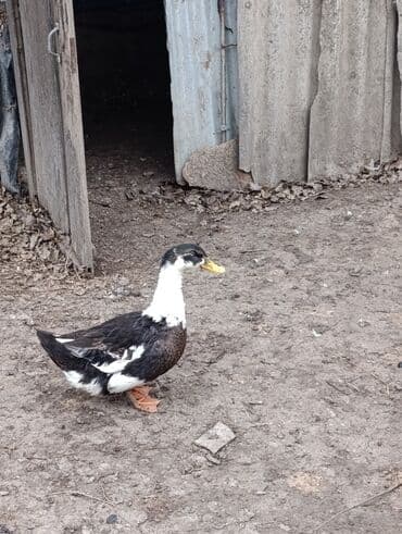 Коровы, быки: Самка, | Kuban, Для мяса, Платная доставка — 2