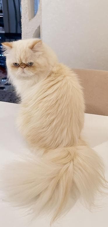 pişik satilir: Fars, Erkək, Cütləşmə üçün — 5