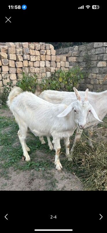 Bala keçi lalafo.az -da Bala keçi