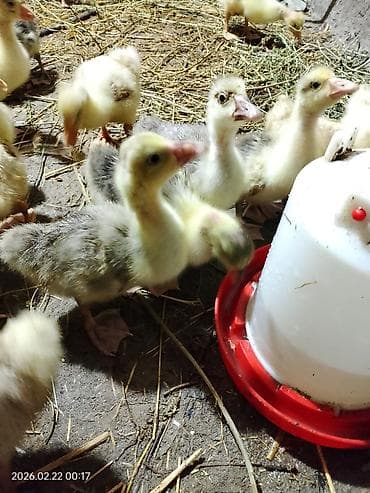 Dişi, | Linda, Ətlik, Ünvandan götürmə lalafo.az -da Dişi, | Linda, Ətlik, Ünvandan götürmə