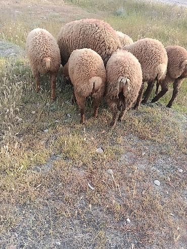 qoclar: Qurbanliq quzular 6 ədədi böyuk buynuzlu satilmir 2 erkəy 4 dişi kom — 1