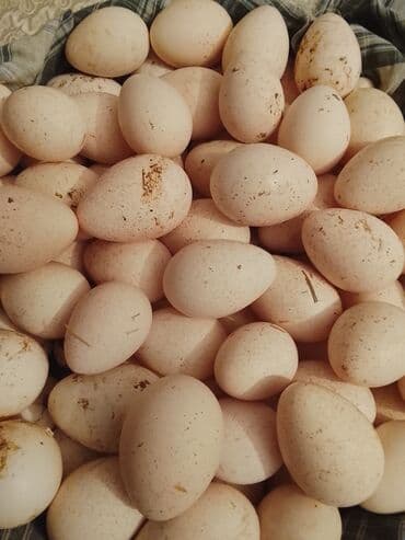 İçkilər: Amerikan bronz .Ağ hinduşka yumurtası 1 ədeti .1.50q 100ədet — 2