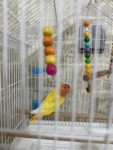 qefes: Məhsul: Qəfəsdə cüt papuqay (lovebird) və tam aksesuar dəsti Təsvir — 3