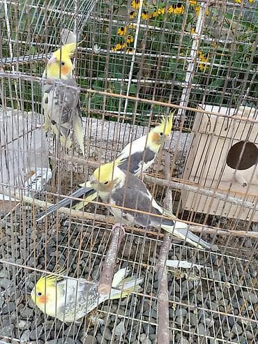bala tutuquşu: Salam, korella tutuquşu npvü satılır qəfəs ilə birlik yemidə üzərində — 4
