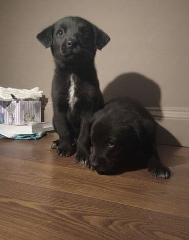 it alqı satqısı: 2 ay, Erkek — 4