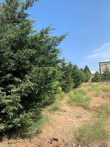 tecili ev satilir 2020: 37 sot, Maklerlər narahat etməsin, Kupça (Çıxarış) — 2