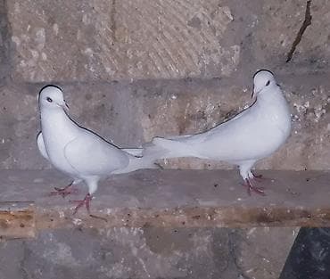 20 gun olar binanın üsde QALİR. qalxır toz kimi batır yerin tapmır