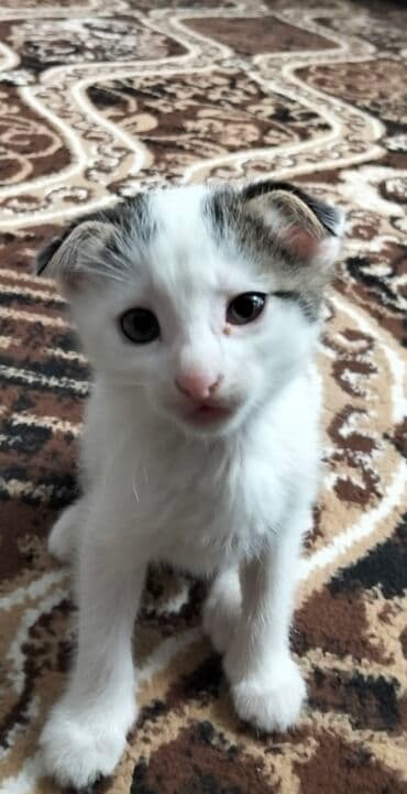 pişiklər ucuz: Şotland yastı qulaq, Erkək, Cütləşmə üçün, Ünvandan götürmə — 3