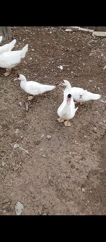 tap. az itler: Satılır 8 bala 1 ana 1 ata balaları 3 ay yarımlıqdı balalar və ana 10 — 2