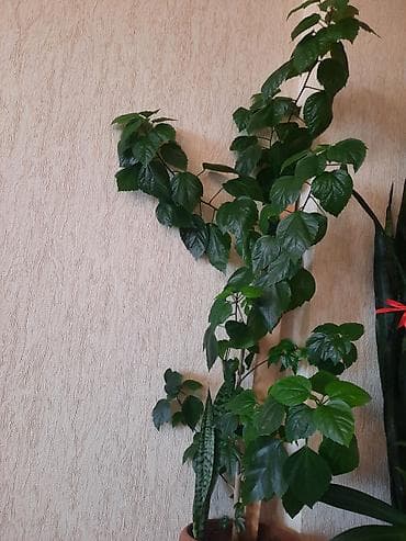 Böyük ölçülü otaq bitkisi – dekorativ hibiskus (Çin qülü) şaxəli