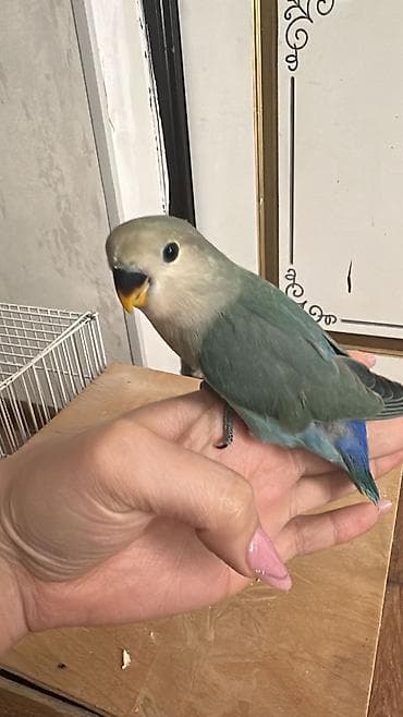 qəfes: Hazir cut neraznuclikler 1 ayliq balasi 3 ededi 120 manat — 5