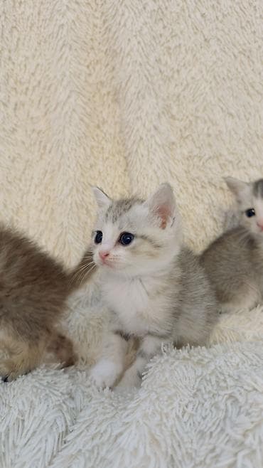 pişik eşyaları: Şinşilla, Erkək, Dişi — 3