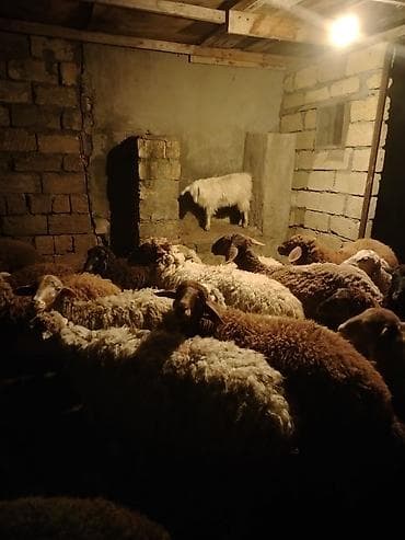 Keçi əti: Salam hər kəsə qurbanlıg quzular satılır hər çəkidə var 12kqnan 25kq — 3
