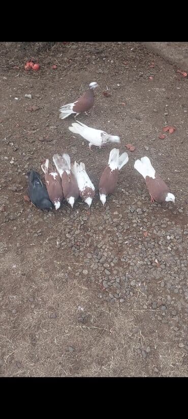 qus bazari bakida: Hamısı satılır 16 ədədir kom 110 azn ünvan Ağcabədi bəzi yerlərə — 5