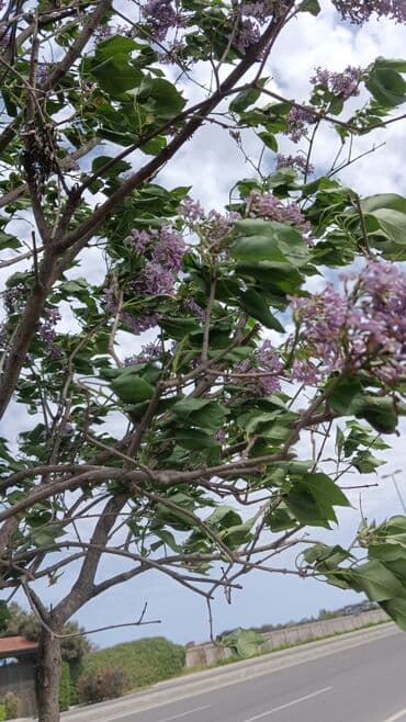 Gübrələr: Şitillər — 1