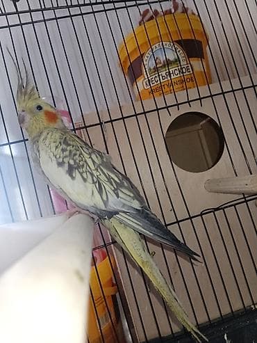 tap az ev quslari: Cütdür Real alıcıya endirim olacaq 2 3 günə yumurtlayacaq Nimfa — 3