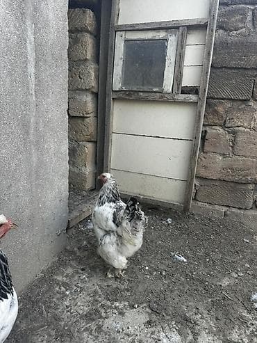 ana bala inək: Layt Brama toyuqlar 3 eded — 1