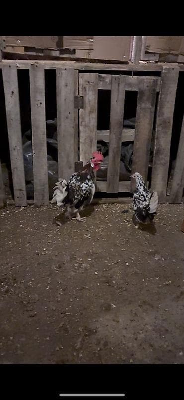 yapon xoruzu: Çapar beçə iyun beçəsidi probu var isteyen olsa wpda yazsın atım fere — 3