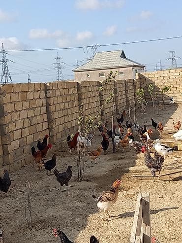 Kend toyuqu xoruzu selebrez xarkov cinsleri var 6 ayliq. Teze lalafo.az -da Kend toyuqu xoruzu selebrez xarkov cinsleri var 6 ayliq. Teze