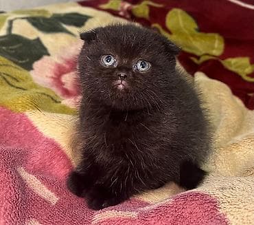 qara pişik: Şotland yastı qulaq — 1