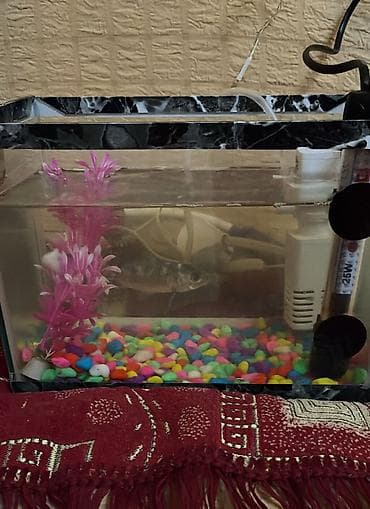 Dördbucaq akvarium, Balıqlarla birlikdə, 10 l, Ödənişli çatdırılma lalafo.az -da Dördbucaq akvarium, Balıqlarla birlikdə, 10 l, Ödənişli çatdırılma