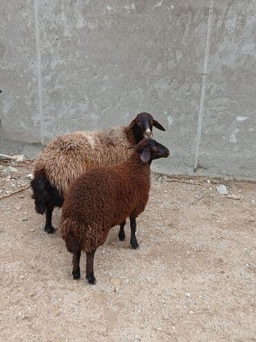 afçarka balası: Qoyunlar – 2 baş
balası da dişidi. Ünvan Bilgəh — 1