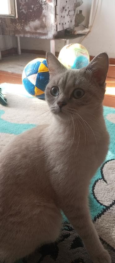 cins pisik cutlesdirme: Britan — 1