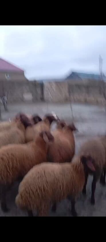 Lincoln: SÜPER KÖK QUZULAR SATILIR DİRİ ÇƏKİ HAMSINI ALANA ENDİRİM VAR QİYMƏTİ — 3