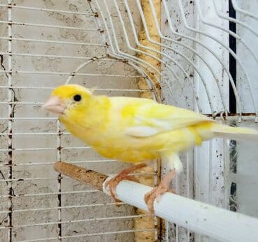 1 yaşında hazır limon rəngi erkək qiyməti 70 manat 4aylıq erkekdə var