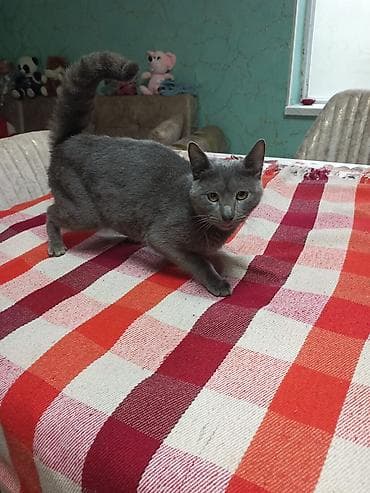 pisiyler: Şotland — 9