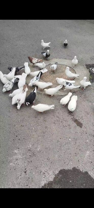 toyuq fermasi satilir: Təcili satılır 100 manat ünvan Gəncə — 2