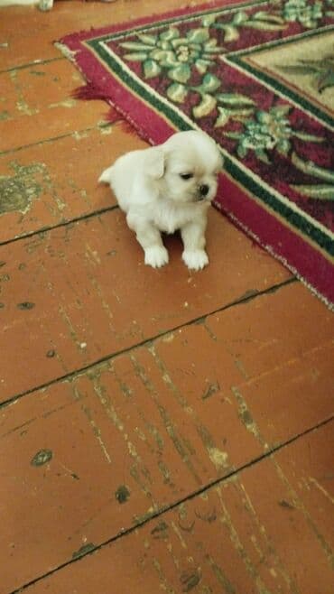 it gəncə: Pekines, 2 ay, Dişi — 2