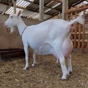 Süd keçisi – yüksək südverməli, ağ rəngli, saqqallı dişi