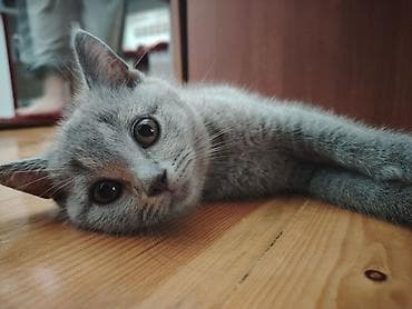 heyvanlar quşlar: Şotland, Erkək, Yaxşı əllərə, Ünvandan götürmə — 7