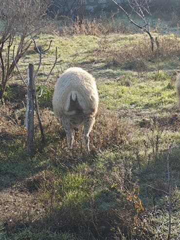 Dana, buzov: Boğaz Boz kərə 2 çi qarın Dəv kimi sağlam heyvandir.Real alıcı cüzi — 2