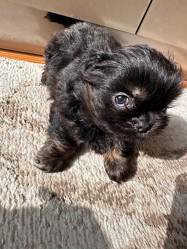 haski balasi satilir: Pekines, 2 ay, Erkek, Peyvəndli, Ünvandan götürmə — 4