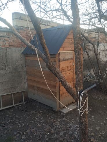 lalafo itlərin satışı: Gögercin yuvasi satılır — 2