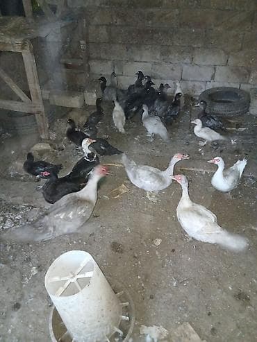 bala tutuquşu: Dişi, | Lal ördək, Damazlıq, Ünvandan götürmə — 1