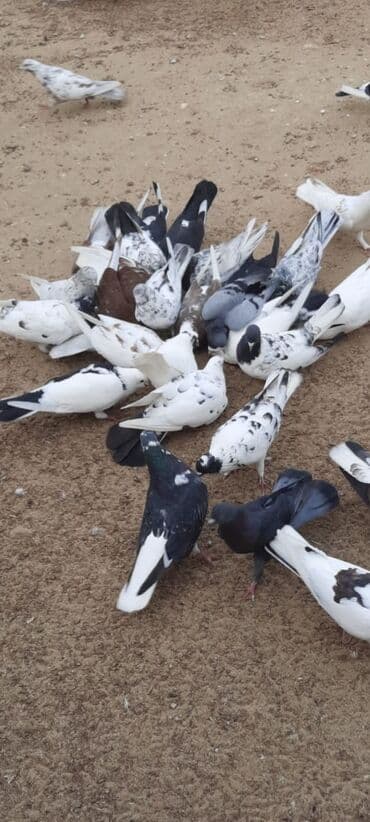 cuce ve xoruz: Quşlar satılr @sarayli_qusbaz_agaselim — 4