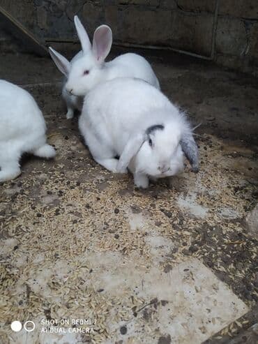 Daraq panellər: Ağ rəngli ev dovşanları – bir neçə fərqli fərd - Rəng: tam ağ — 3