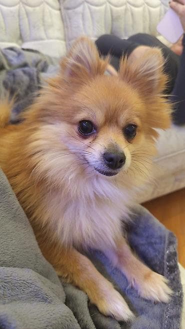 Собаки: Шпиц — 3