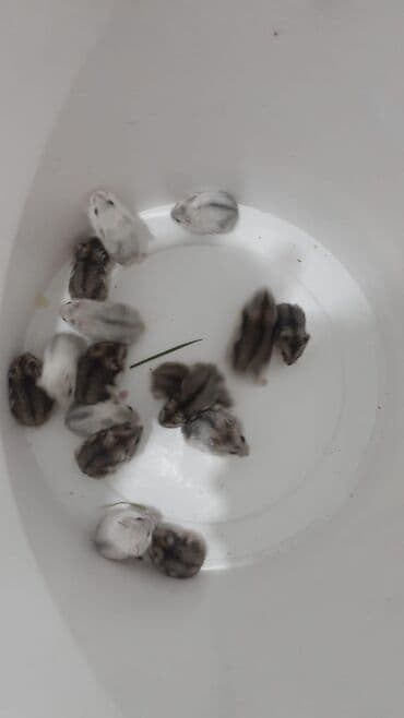 xamyak adlari: Cunqarik xamyaklar.ele öyrəşib dislemirler.her rəngdə var.qefeslerde — 4